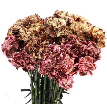 Dyed Carnations - Assorted