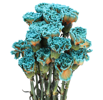 Dyed Carnations - Blue Bay