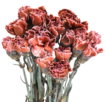 Brown Carnations