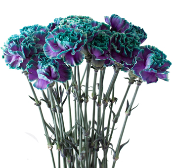 Turquoise Carnations