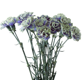 Purple Carnations