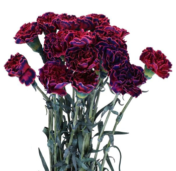 Dyed Carnations - Rosa Nero