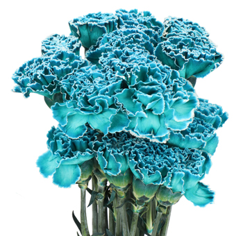 Dyed Carnations - Tiffany