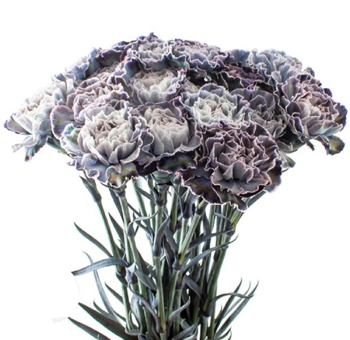Dyed Carnations - Violetta
