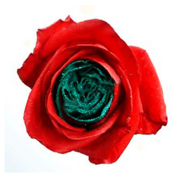 Dyed Roses - Noel
