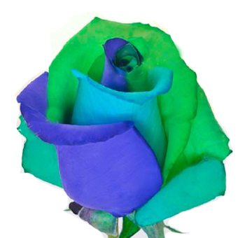 Dyed Roses - Opal