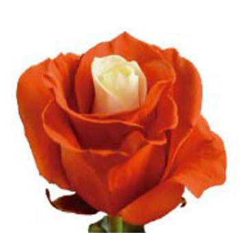 Dyed Roses - Orange Soul