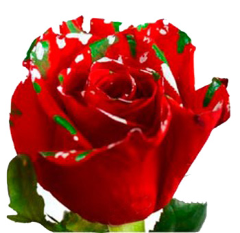 Dyed Roses - Splash Xmas Red