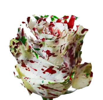 Dyed Roses - Splash Xmas White