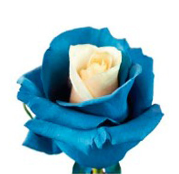 Dyed Roses - Turquoise Soul