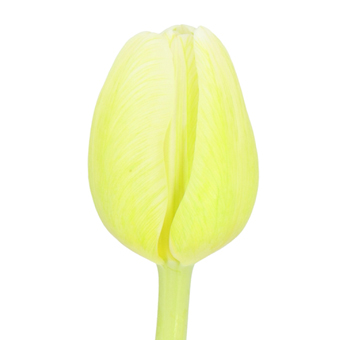 Dyed Tulips Painted Lime Green