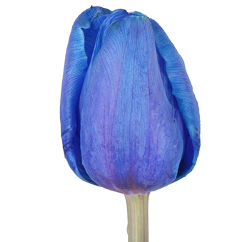 Dyed Tulips Painted Blue