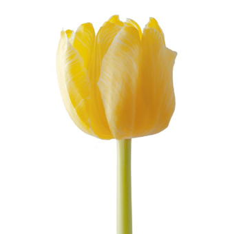 Dyed Tulips Painted Yellow