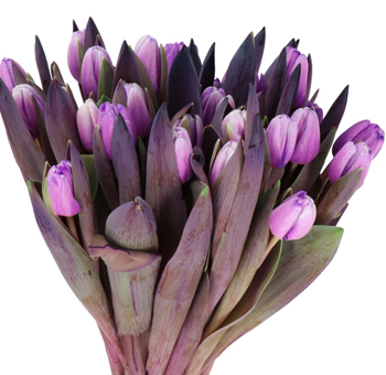 Tulips Wholesale