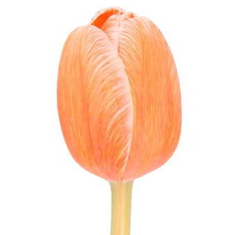 Dyed Tulips Painted Coral Salmon