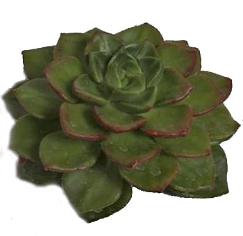 Green Succulent Echeveria Affinius