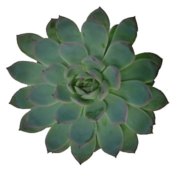 Green Succulent Echeveria Apus