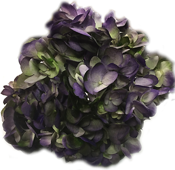 Purple Hydrangea Deep Eggplant Color