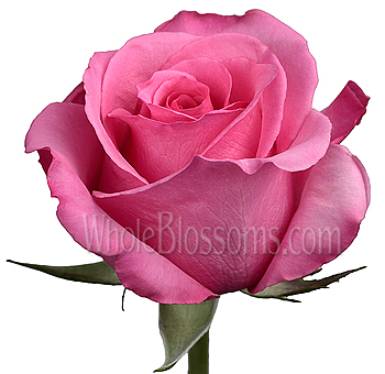 Eliza Dark Pink Roses