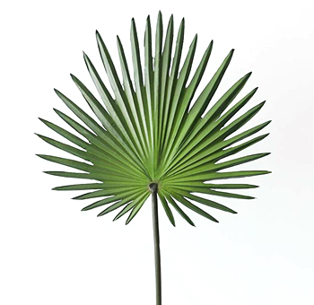 Fan Palm Leaves