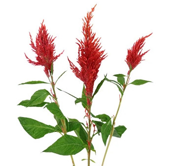 Feather Celosia Red