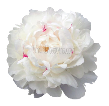 White Peony with Pink Speckles