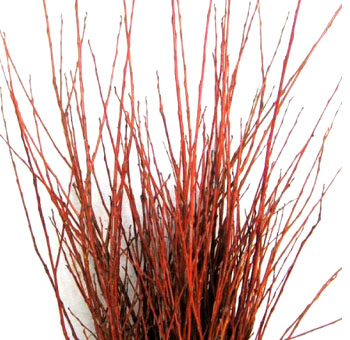 Flame Willow -  Medium Branches