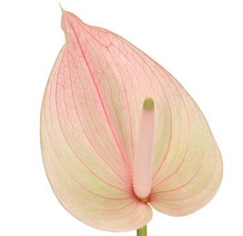 Light Pink Anthurium