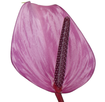 Lavender Anthurium