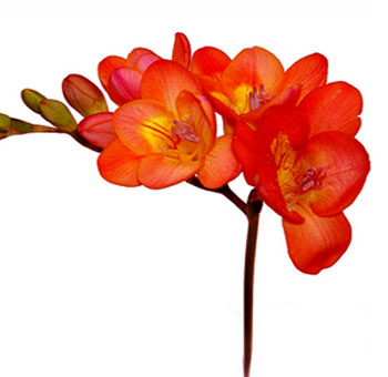 Freesia Bicolor Orange Flower