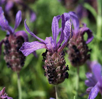 Lavender Flowers French