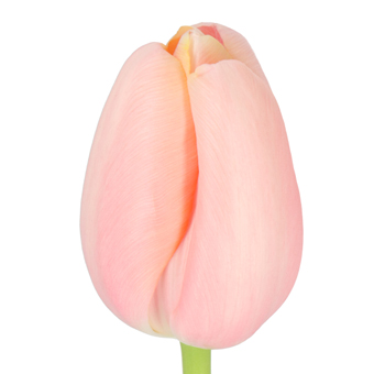 French Tulip - Coral Salmon