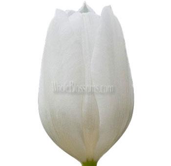 French Tulip White Flowers