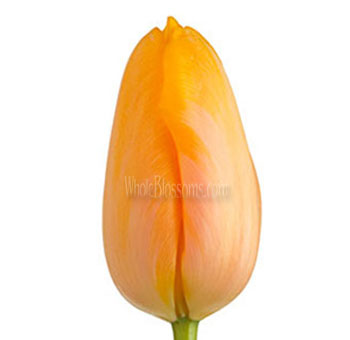 French Tulip Orange Flowers