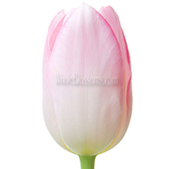 French Tulip Pink Flowers