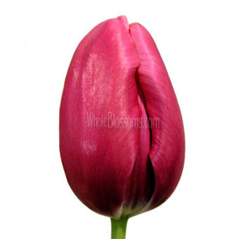 French Tulip Hot Pink Flowers