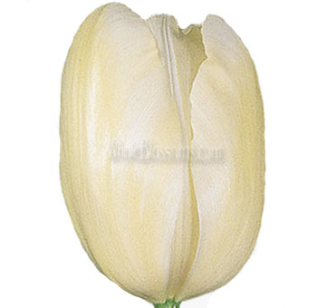 French Tulip Ivory Flowers