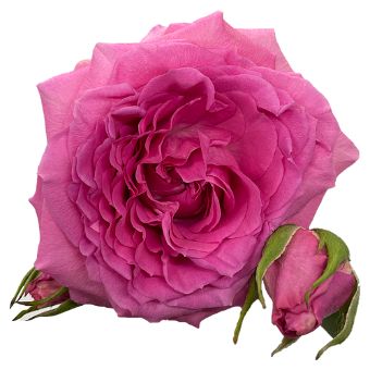Hot Pink Garden Roses
