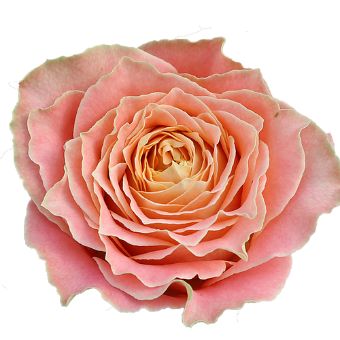 Pink Garden Roses - Louis Bicolor