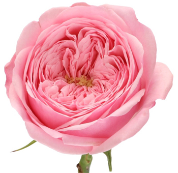 Mansfield Park Pink Garden Roses