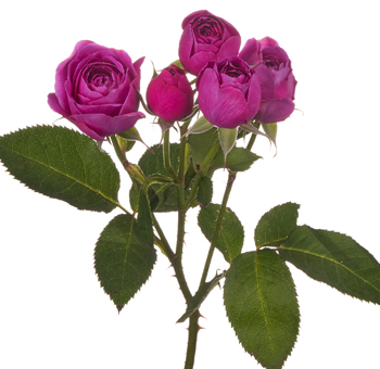 Garden Rose - Purple Tambourine