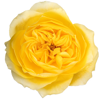 Garden Roses Yellow - Toulouse Lautrec