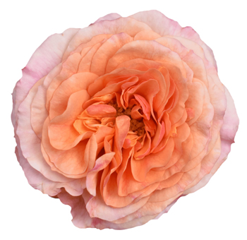 Kirina Peach Pink Garden Roses