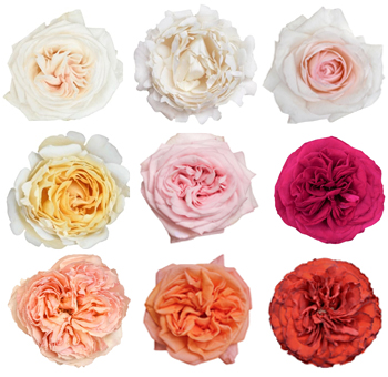 Garden Roses 72 Pack By Variety