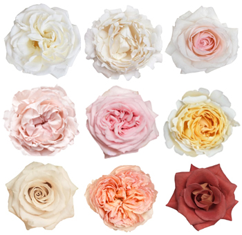 Garden Roses 24 Pack By Color - Pastel Earth Tones Collection