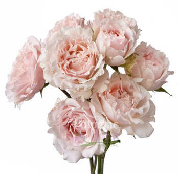 Light Pink Garden Rose - Wedding Rosever