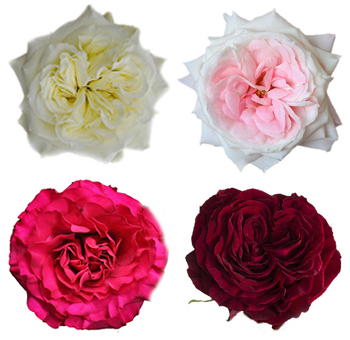Garden Roses 36 Pack By Variety | Mayra's Collection