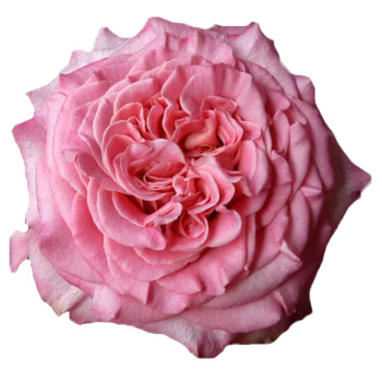 Ashley Pink Garden Roses