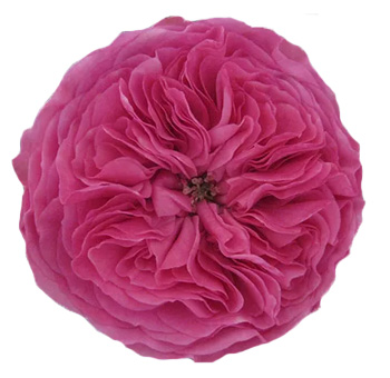 Baronesse Pink Garden Rose