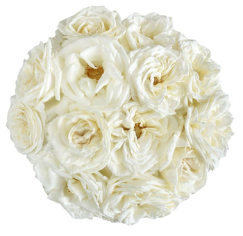 Jeanne Moreau Pure Light White Garden Roses